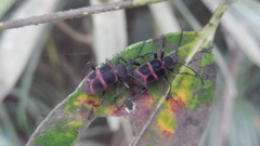 Lystronychus pulchellus