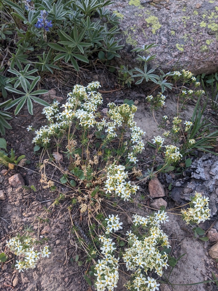 Nuttall's Linanthus from Custer County, ID, USA on August 3, 2025 at 09 ...