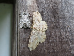 Epimecis fraternaria