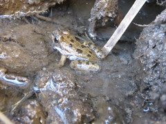 Pelophylax bedriagae