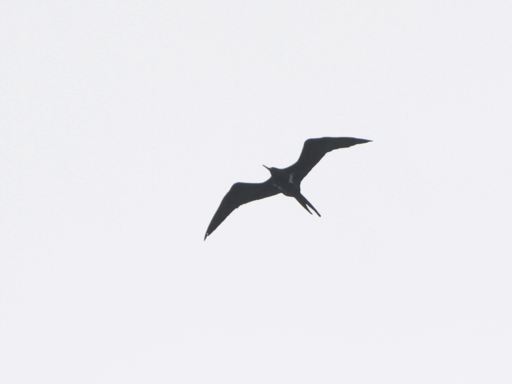 Lesser frigatebird gliding high against a pale sky