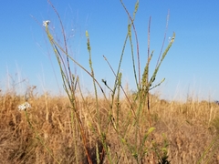 Oenothera glaucifolia
