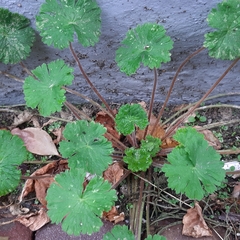 Geranium molle