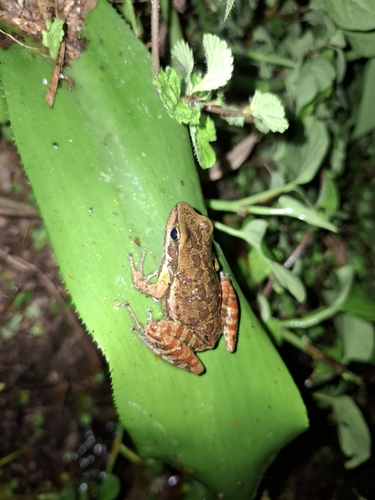 Eldorado Tree Toad, Hylodes heyeri