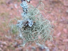 Usnea mutabilis