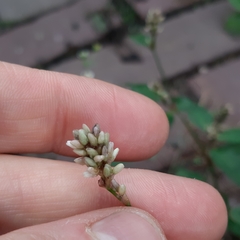 Persicaria maculosa