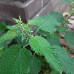 Urtica dioica
