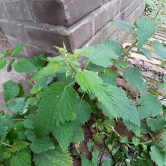 Urtica dioica