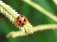 Coelophora bissellata