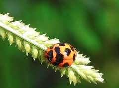 Coelophora bissellata