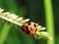 Coelophora bissellata