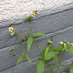 Galinsoga quadriradiata