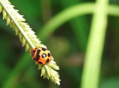 Coelophora bissellata