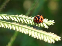 Coelophora bissellata