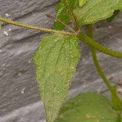 Galinsoga quadriradiata