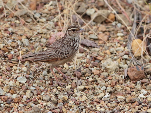 Indochinese Bush Lark (Plocealauda erythrocephala), photo 4