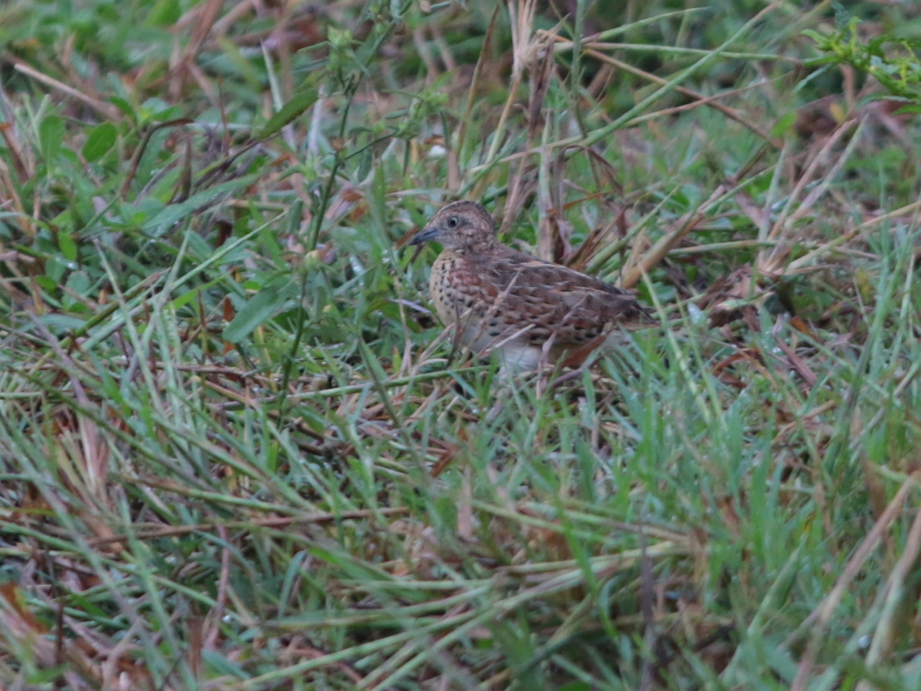 Common Buttonquail