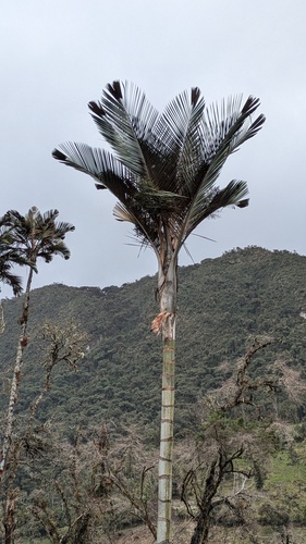 Ceroxylon parvifrons, photograph 2