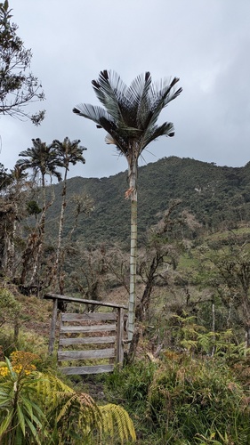 Ceroxylon parvifrons, photograph 3