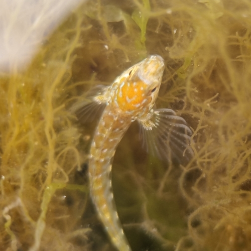Lipophrys pholis
