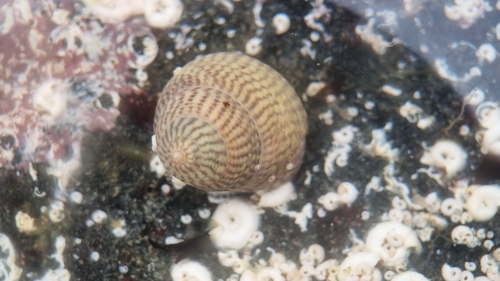 Steromphala cineraria