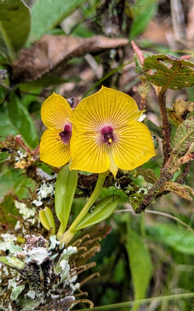 Telipogon lueri