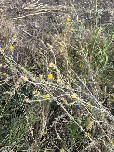 Yellow Star-Thistle