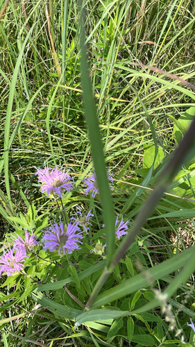 iNaturalist observation 2025-08-03