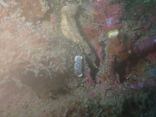 Felimida luteorosea
