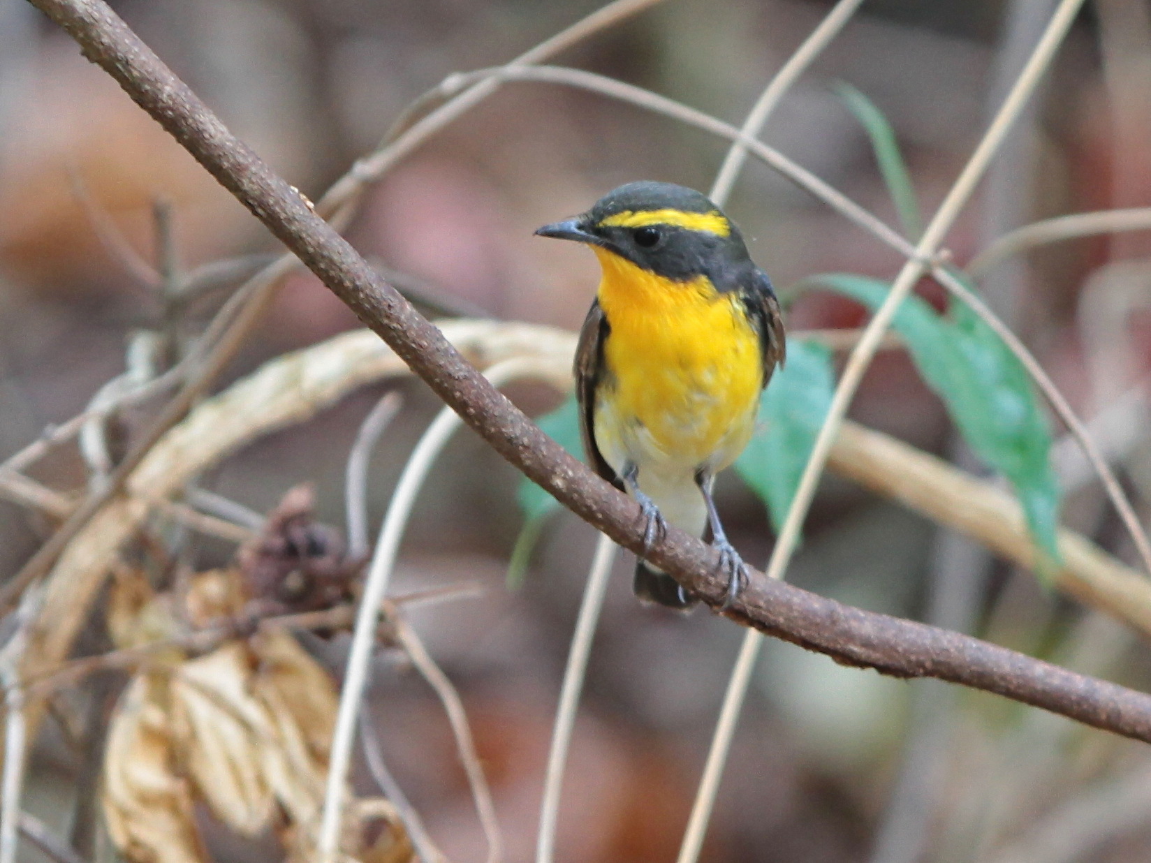 Narcissus Flycatcher