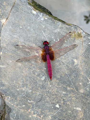 Crimson Marsh Glider
