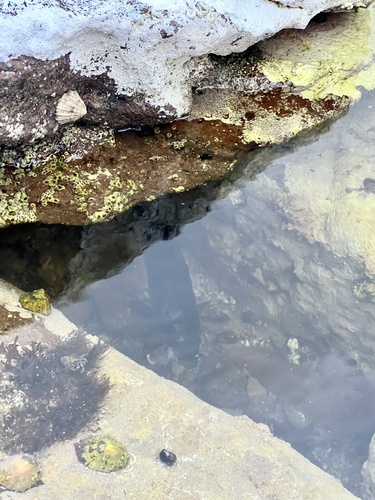 Foto de Abadejo (Pollachius pollachius)