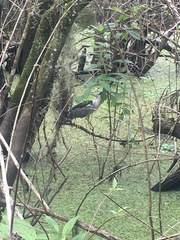 Nycticorax nycticorax image