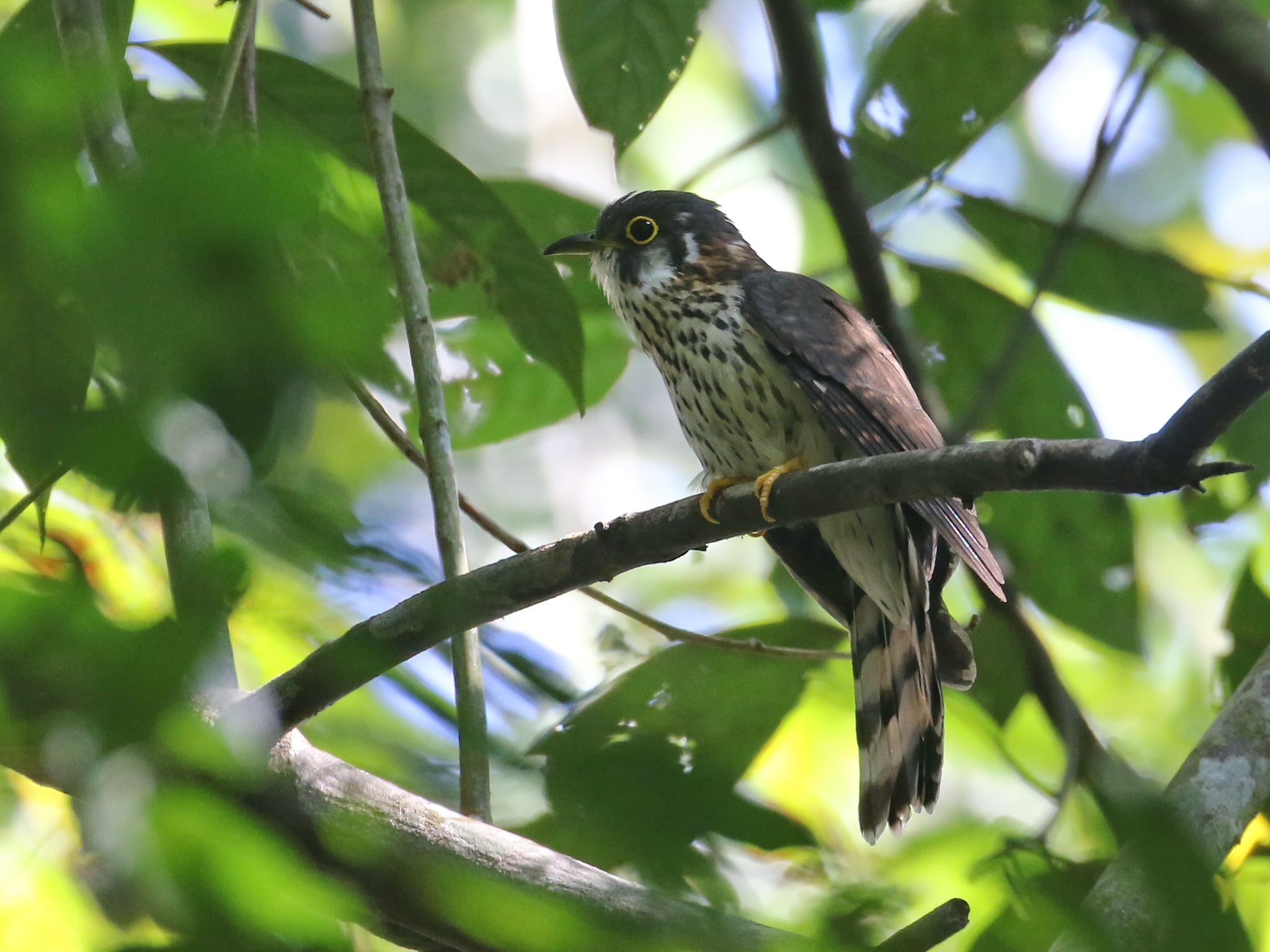 Moustached Hawk-Cuckoo (Hierococcyx vagans)
