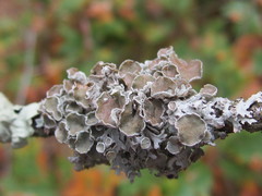 Imshaugia placorodia