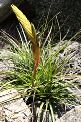 Tillandsia tricolor