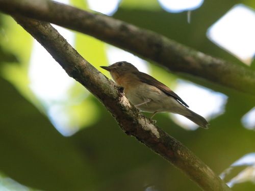 Fulvous-chested Jungle Flycatcher (Cyornis olivaceus), photo 5
