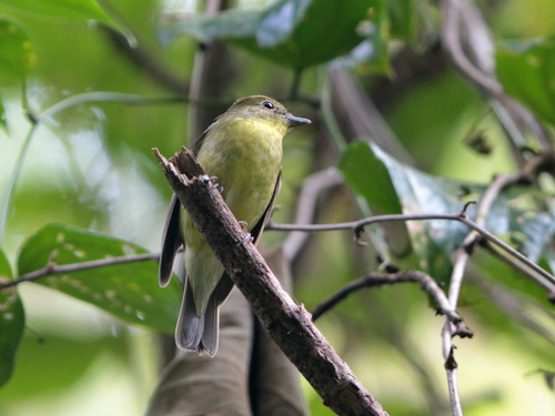 Green-backed Flycatcher (Ficedula elisae), photo 4