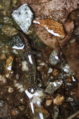 Desmognathus amphileucus