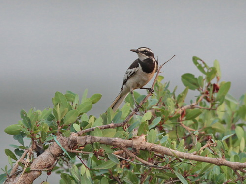 Mekong Wagtail (Motacilla samveasnae), photo 5