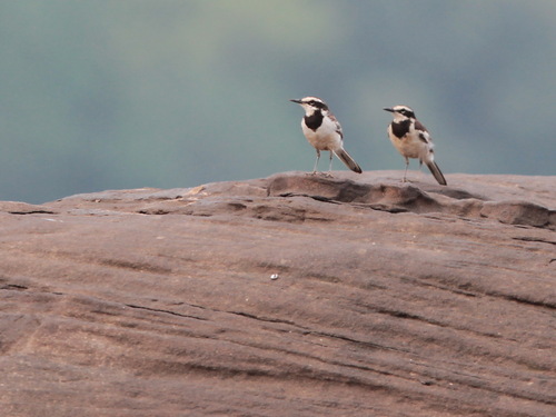 Mekong Wagtail (Motacilla samveasnae), photo 8