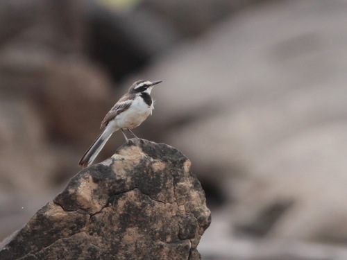 Mekong Wagtail (Motacilla samveasnae), photo 4