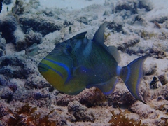 Balistes vetula