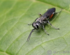 Liris subtessellatus