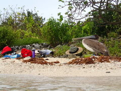 Pelecanus occidentalis occidentalis