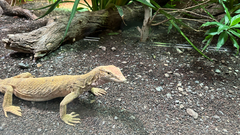Yemen Monitor photo 2