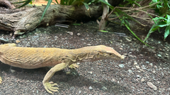 Yemen Monitor photo 1
