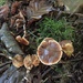 Cortinarius Sect. Rubricosi - Photo (c) Ann Goddard, some rights reserved (CC BY-NC), uploaded by Ann Goddard
