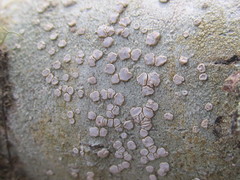 Lecanora subpallens