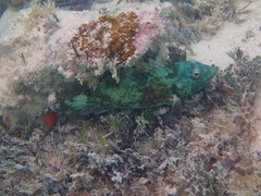 Sparisoma chrysopterum